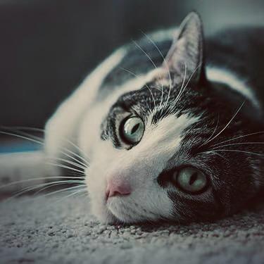 Cat lying on a carpet, looking at the camera