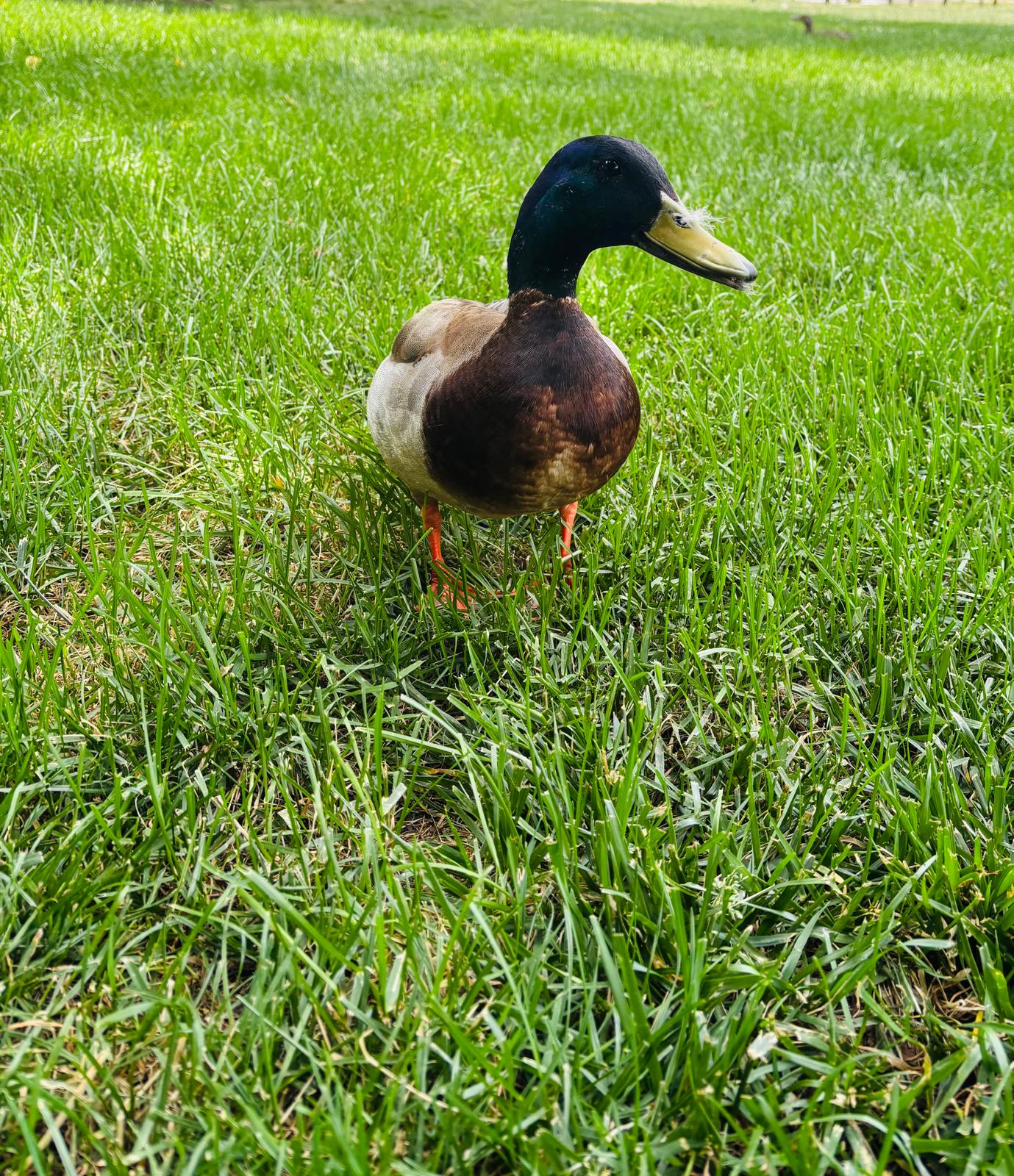 Mallard duck standing in the grass